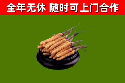 莘县烟酒回收冬虫夏草.jpg
